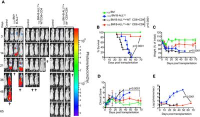 Targeting Interleukin-2-Inducible T-Cell Kinase (ITK) Differentiates GVL and GVHD in Allo-HSCT